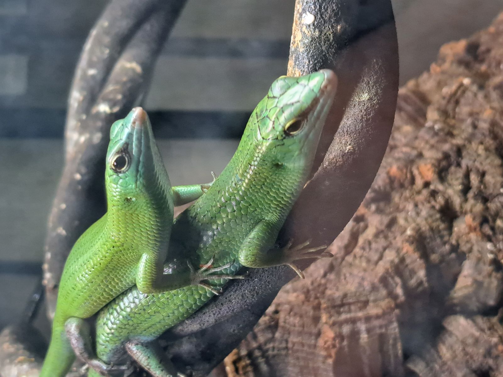 Butter Emerald Tree Skink